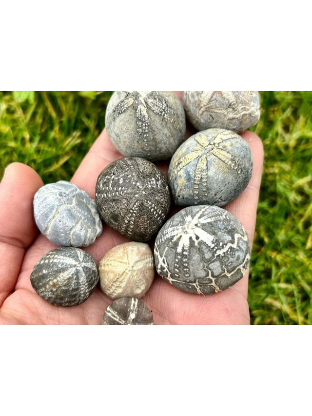 UK Top Fossil Hunting Destinations & My Essential Tips🦖💓