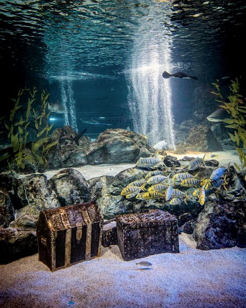 韓國水族館|打卡首爾COEX水族館。