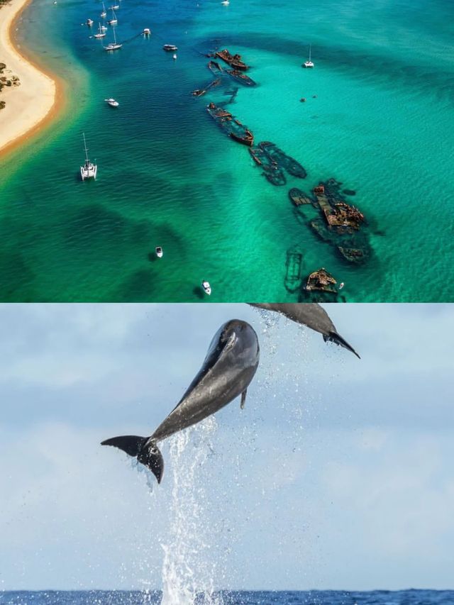 布里斯班｜主線任務餵海豚～世界第三大沙島摩頓島碧海藍天落日餘暉。