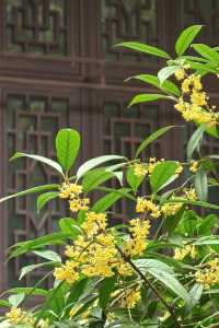 「香城」瀰漫桂花香。