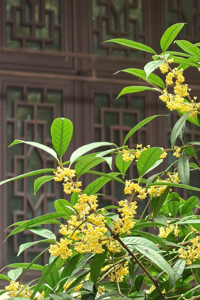 「香城」瀰漫桂花香。
