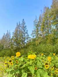 上海濱江森林公園花海谷｜拍照絕美地。