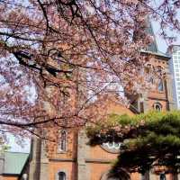 Daegu metropolitan city. Church beauty with Cherry Blossoms