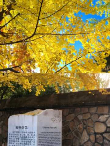 圓明園公園的絕美秋景即將消逝,趕快去欣賞吧。