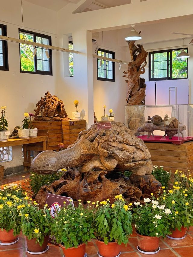 速看！中山公園菊花展遊玩攻略。