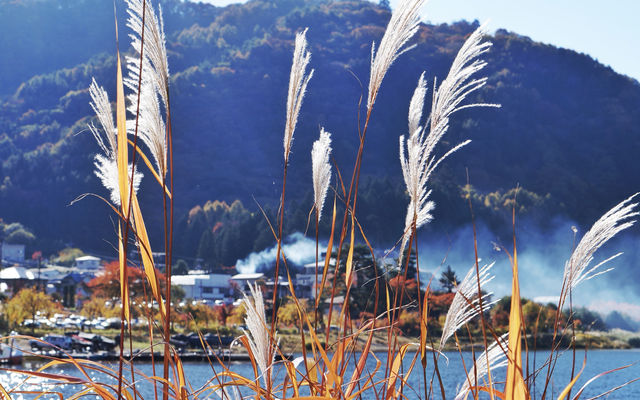 東京河口湖富士山賞紅葉全攻略。