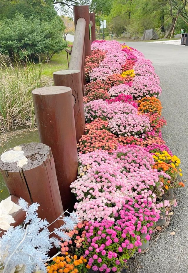 花海盛放姑蘇！秋日，來這裡赴一場「浪漫約會」。