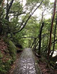 行山秘笈—日本屋久島等你來。
