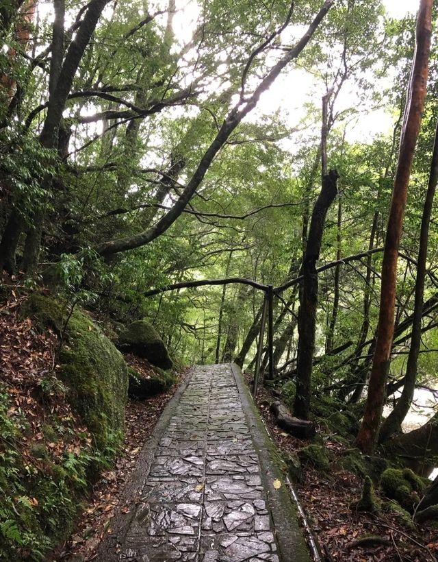 行山秘笈—日本屋久島等你來。