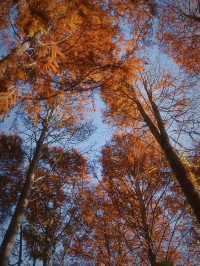 東京紅葉觀賞地｜秋日最美水鄉公園。