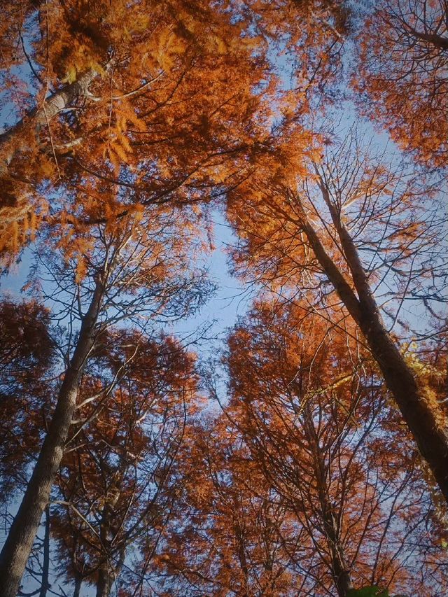 東京紅葉觀賞地｜秋日最美水鄉公園。