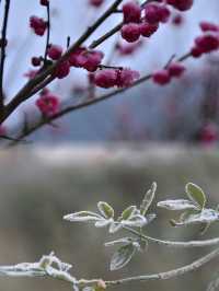預測寧波的第一場雪應該會下在這裡。