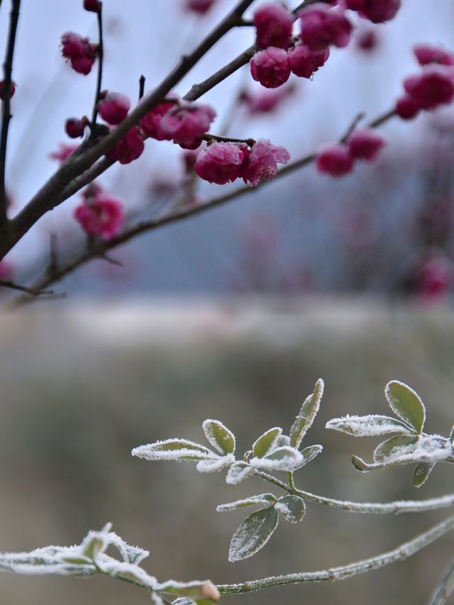 預測寧波的第一場雪應該會下在這裡。