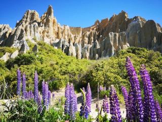 Omarama Clay Cliffs with lupins! Absolutely stunning!