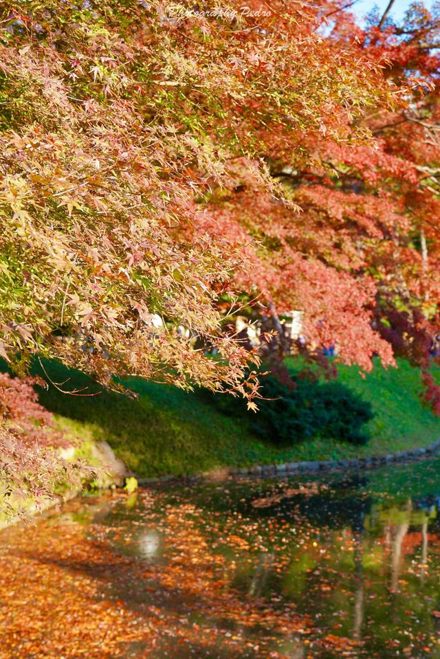 東京賞秋｜最後4天，這個精美的日式庭院不僅有紅葉