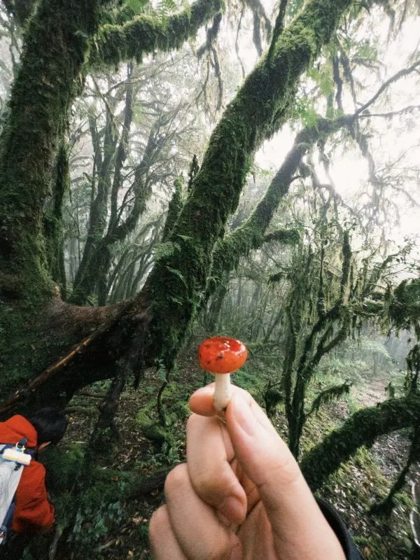 哀牢山⛰️來看看怎麼個事