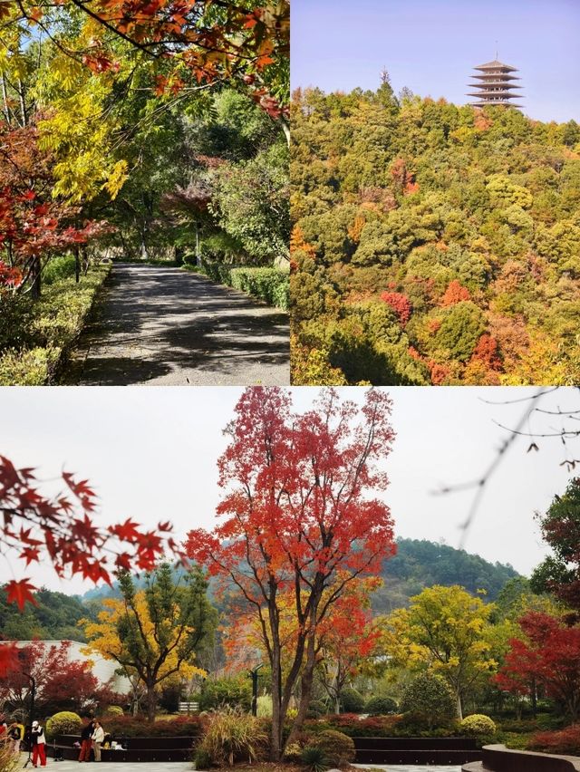 杭州免費4A公園有多牛 紅楓似火，銀杏如海
