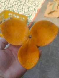 廣東人民的曬秋季來了