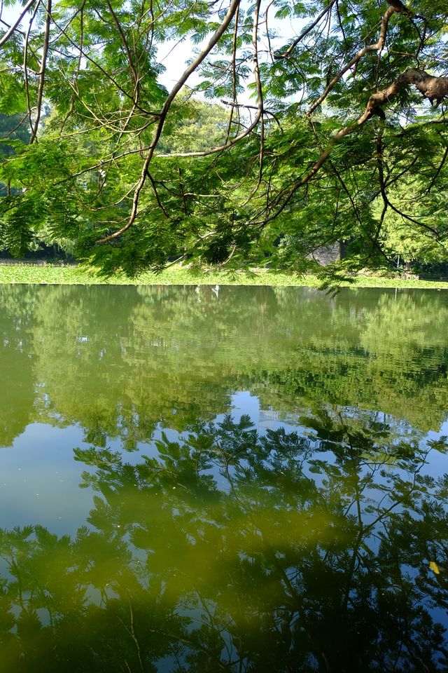 好像遇到了綠光森林！不敢相信這是荔枝公園