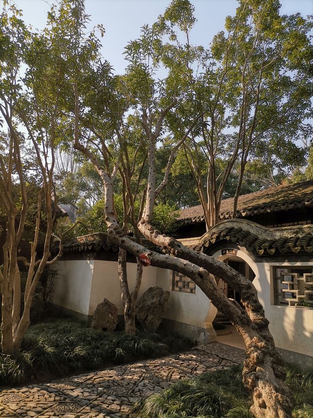 嘉定秋霞圃賞紅葉