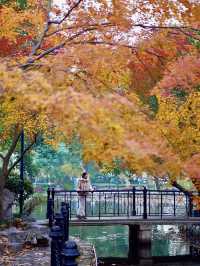 初冬的魯迅公園也太美了吧！