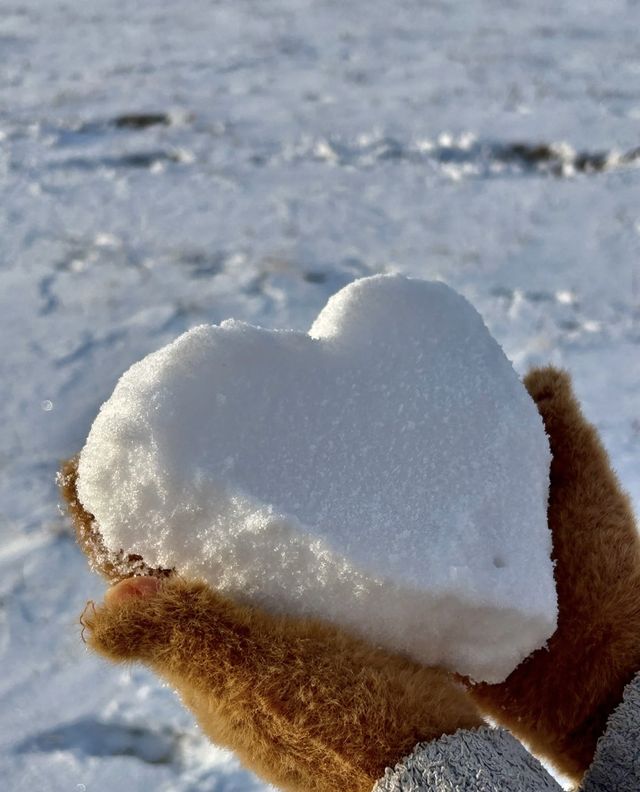 來烏蘭布統看雪了