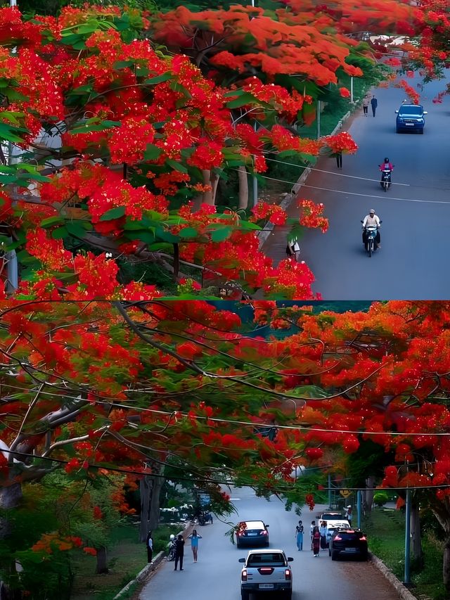 來白馬市的旅遊攻略