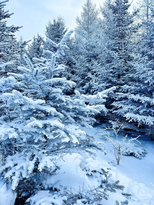 Snow, ice crystals, rime, and windmills, you won't regret it this winter!