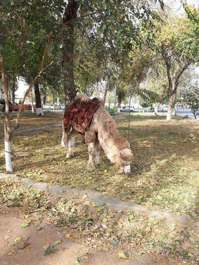 哈薩克斯坦等多國免簽遊長者出行優選