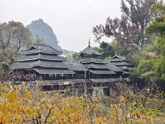 《恭城秋日漫記：柿紅與茶香織就的慢時光》