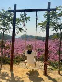 江門綠美生態園🌸 漫山遍野的紫風鈴花海，快來衝！