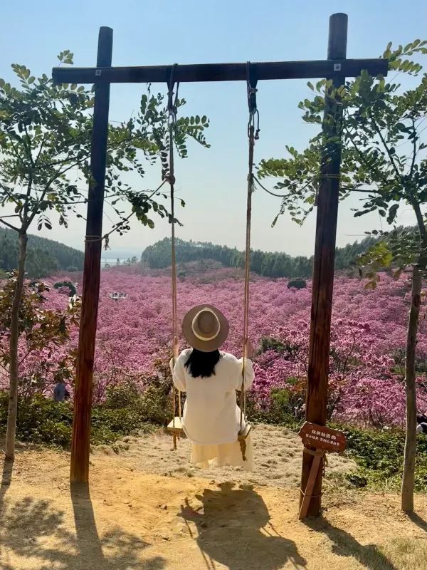 江門綠美生態園🌸 漫山遍野的紫風鈴花海，快來衝！