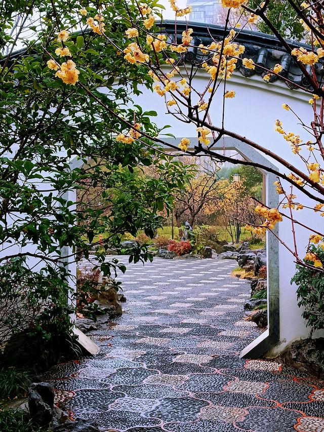 在真如公園遇見「梅」好—踏雨尋梅