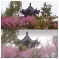 視覺與嗅覺的雙重盛宴--武漢沙湖公園梅花迎春