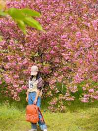 接下來西安太美汇总處免費寶藏花海