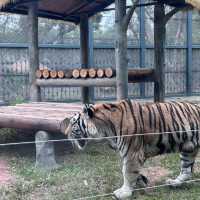 廣州動物園🐼帶娃必去❗️全攻略