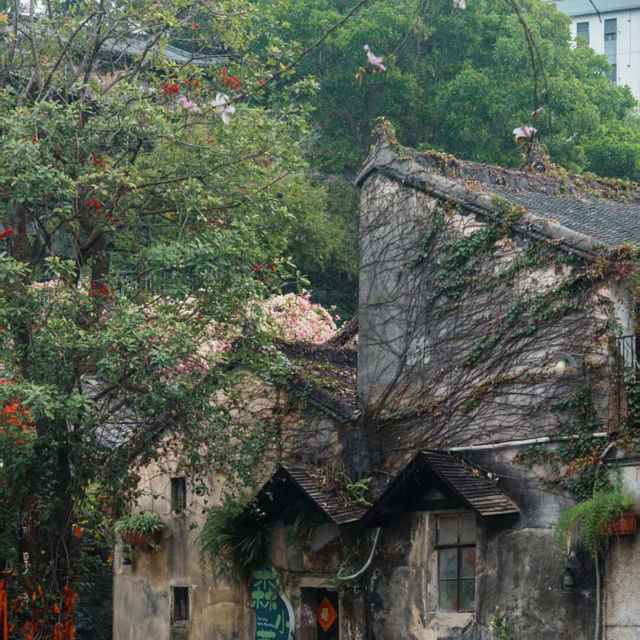 深圳爆紅三角梅海🌺 甘坑古鎮美到哭