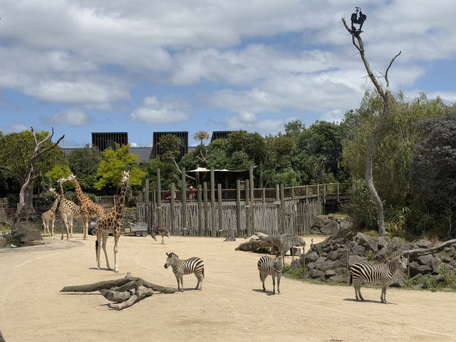 Auckland Zoo For Year Of the Snake, So Many Happy Animals!