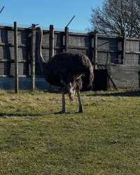 伍斯特周邊必衝！西密德蘭茲野生動物園保姆級攻略真實體驗
