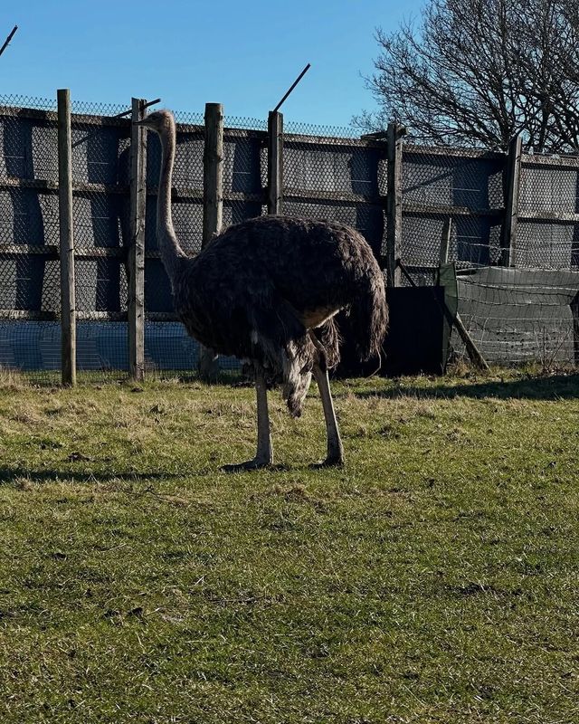 伍斯特周邊必衝！西密德蘭茲野生動物園保姆級攻略真實體驗
