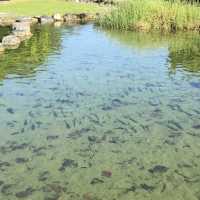 日本沖繩·宜野灣海濱公園—超適合野餐放空的濱海綠洲