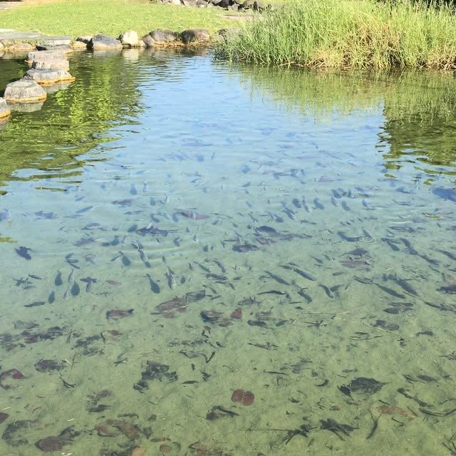 日本沖繩·宜野灣海濱公園—超適合野餐放空的濱海綠洲