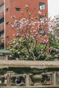 是紫玉蘭，不然我就錯過了這座民國圖書館