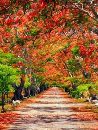 Mauritius Is Visa-Free! Perfect for a Qingming Festival Getaway
