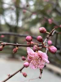 尋找春天的色彩，就來徐家匯公園吧
