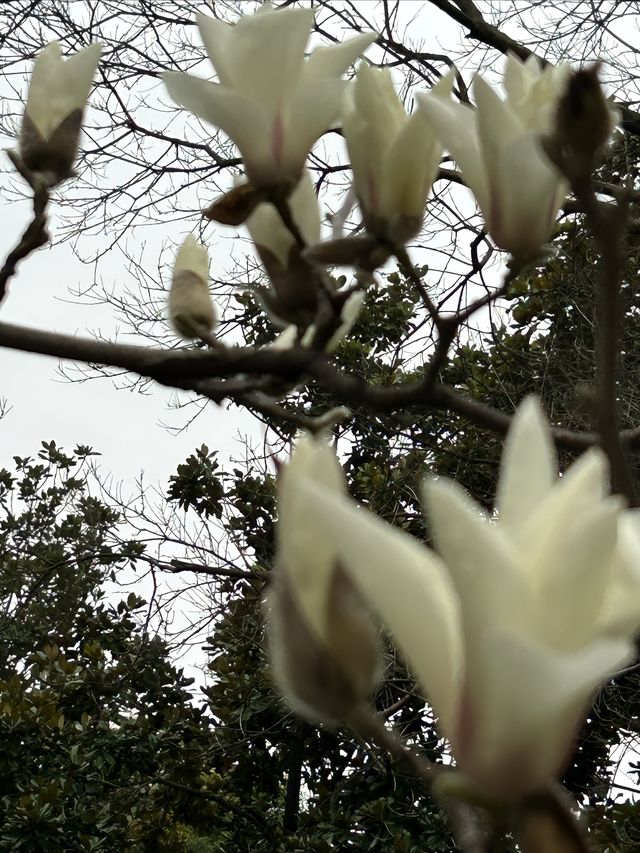 尋找春天的色彩，就來徐家匯公園吧