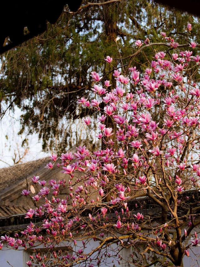 玉蘭吐芳