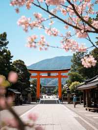 赴廣島之約，共賞四日櫻花爛漫