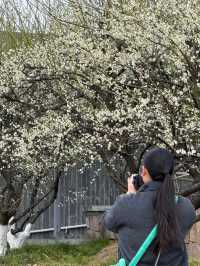 Discover the Beauty of Jinhua Plum Garden in 2025