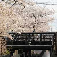 🌸東京隱世賞櫻秘地✨爆讚推介
